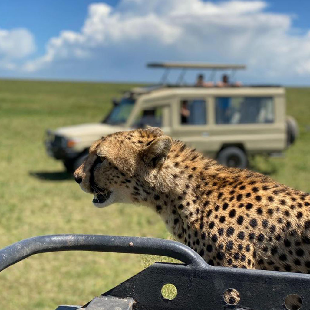 5 Days Tanzania Safari