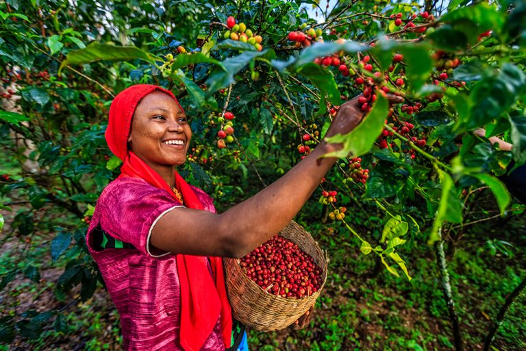 Young-African-woman-collecting-coffee-berries-coffee-plant-Tanzania